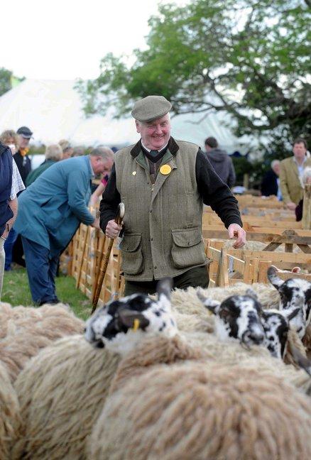 Jim Stenton judges the Mule and blue faced Leicesters.