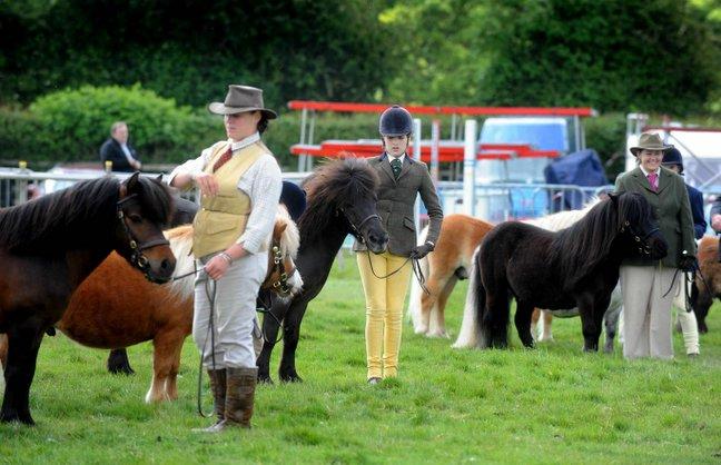 The Shetland ponies show in the West ring.
