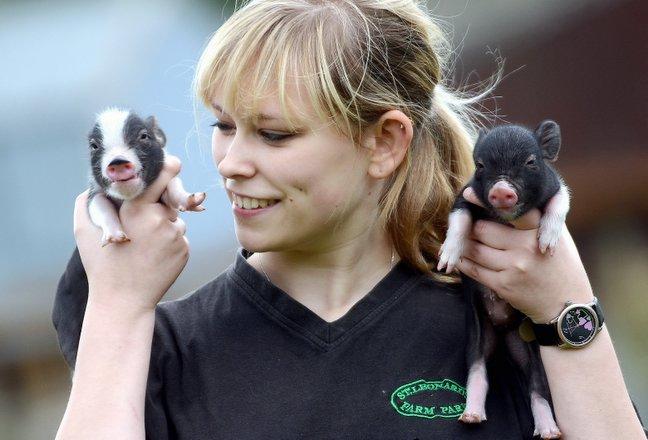 A visitors’ farm is celebrating the arrival of its first ever litter of micro pigs.
The six micro pigs were born to Bonnie and Clyde, a pair of micro pigs at St Leonard’s Farm Park in Esholt.
