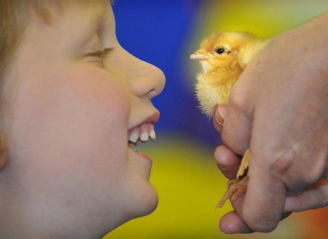 Animal-loving reception children have been nurturing some furry new classmates at Lady Lane Park School in Bingley. 
Ducklings and chicks have hatched out of their eggs in their very own ‘maternity ward’ at the school. 
