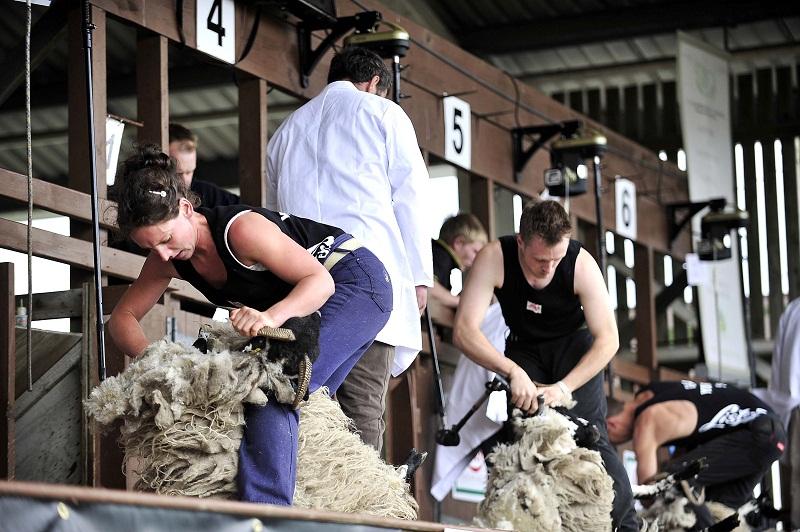 Sheep shearers in action at the Great Yorkshire Show.