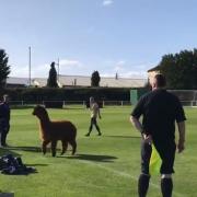 An Alpaca forced Ilkley Town's clash with Carlton Athletic to be paused