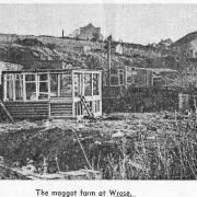 The maggot farm at Wrose in the 1960s