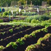 Example of an allotment space. Picture: PA