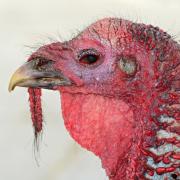 Could you give up turkey this Christmas? Pic: Pixabay