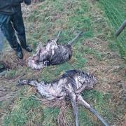 Two of the dead rhea. Image: North Yorkshire Police
