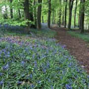 Where do you go looking for bluebells in West Yorkshire?