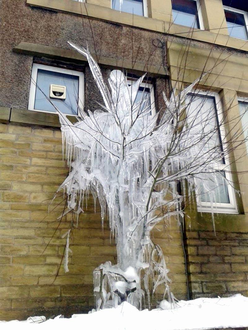 An icy tree in Thornton, Bradford