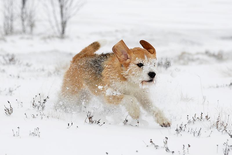 A dog bounds through the deep snow on Baildon Moor
