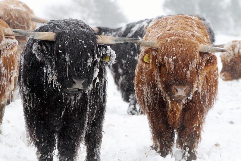 Highand cattle near Haworth are suited to the wintry conditions