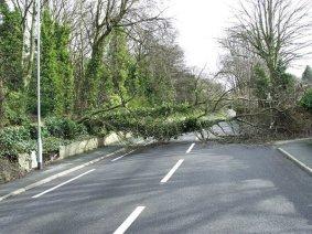 T&A reader John Norris sent us this picture after strong winds had brought a tree crashing down on a Bingley road - narrowly missing a motorist.