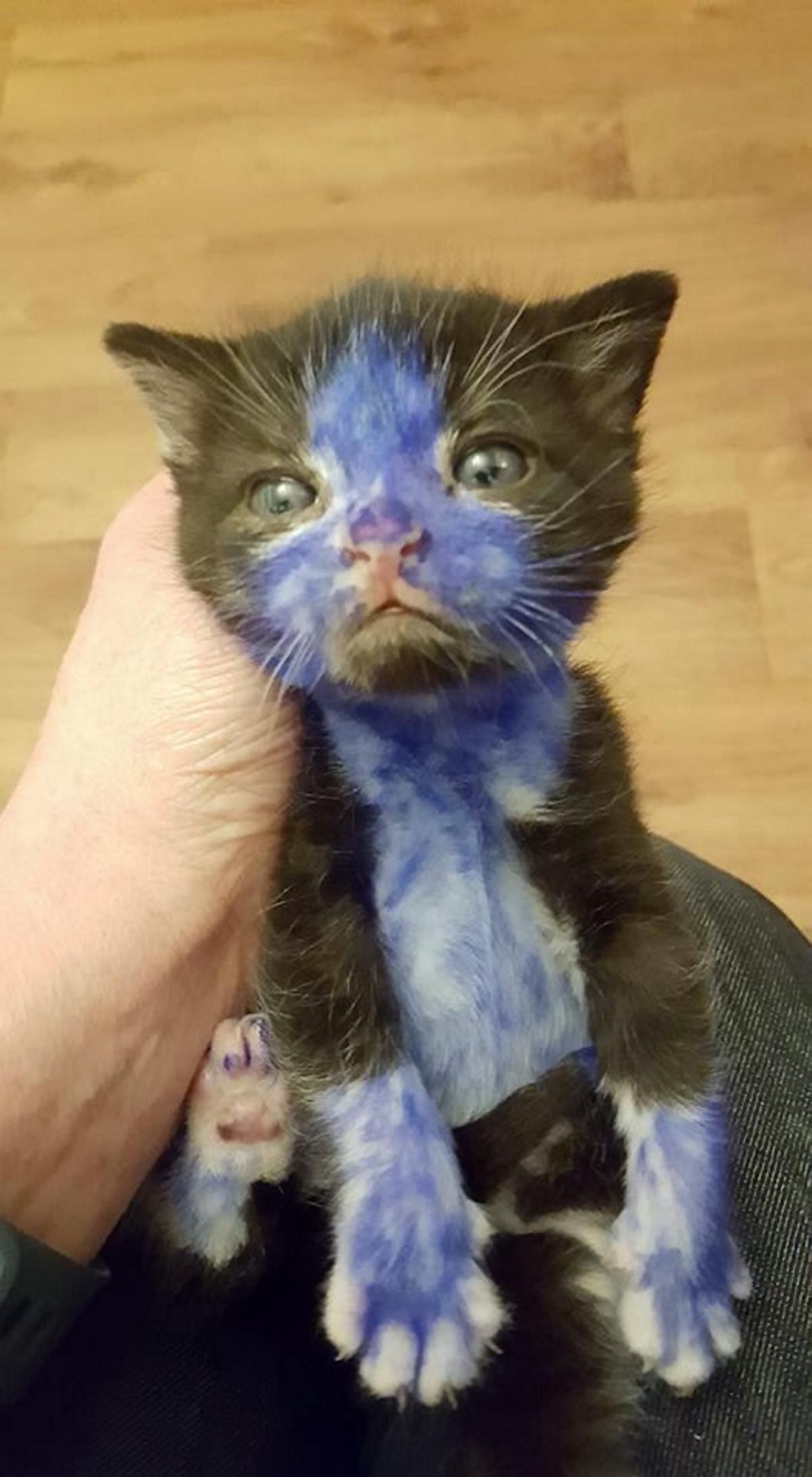 Smurf and Shrek were handed to Bradford Cat Watch Rescue Centre. Picture: Ross Parry