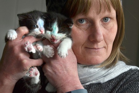 Appeal for volunteers to help at cat rescue centre