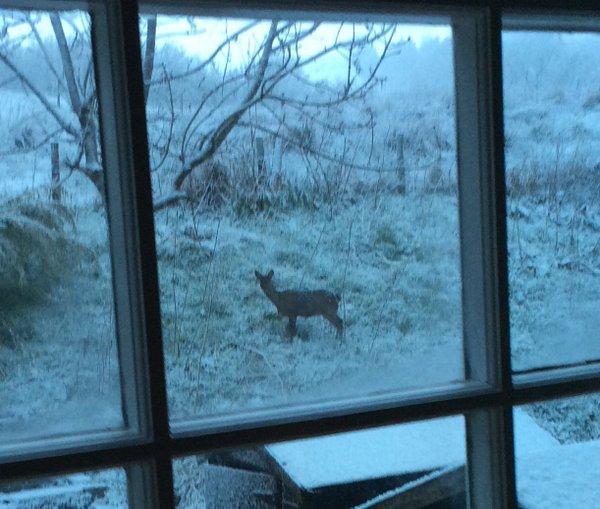 A deer in Goose Eye, near Keighley