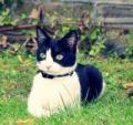 LOST Black and white male cat