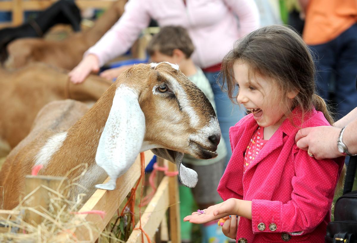 Katie Gosling, 4, makes a new four-legged friend at Bingley Show