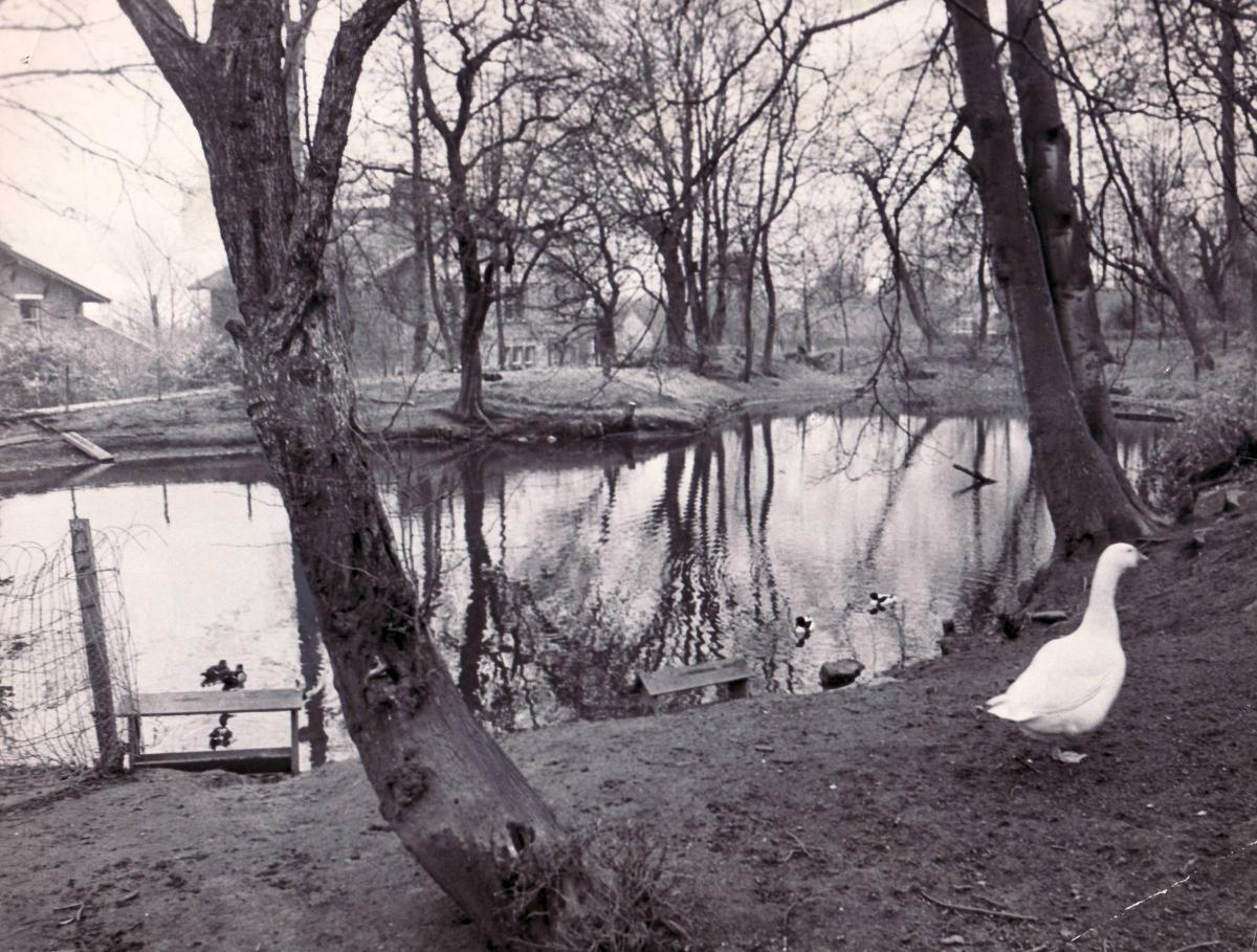 Pond at Heaton 1974