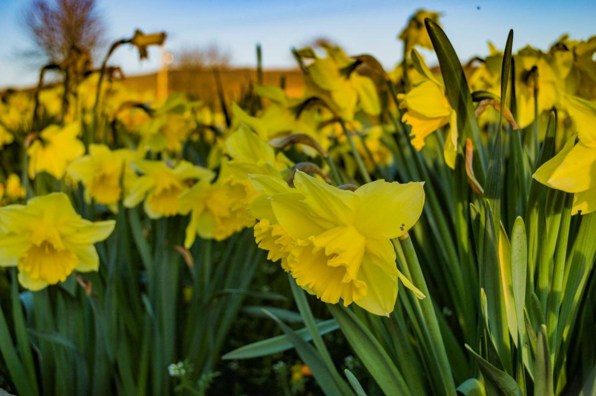 Louis Feather takes us inside a field of golden daffodils