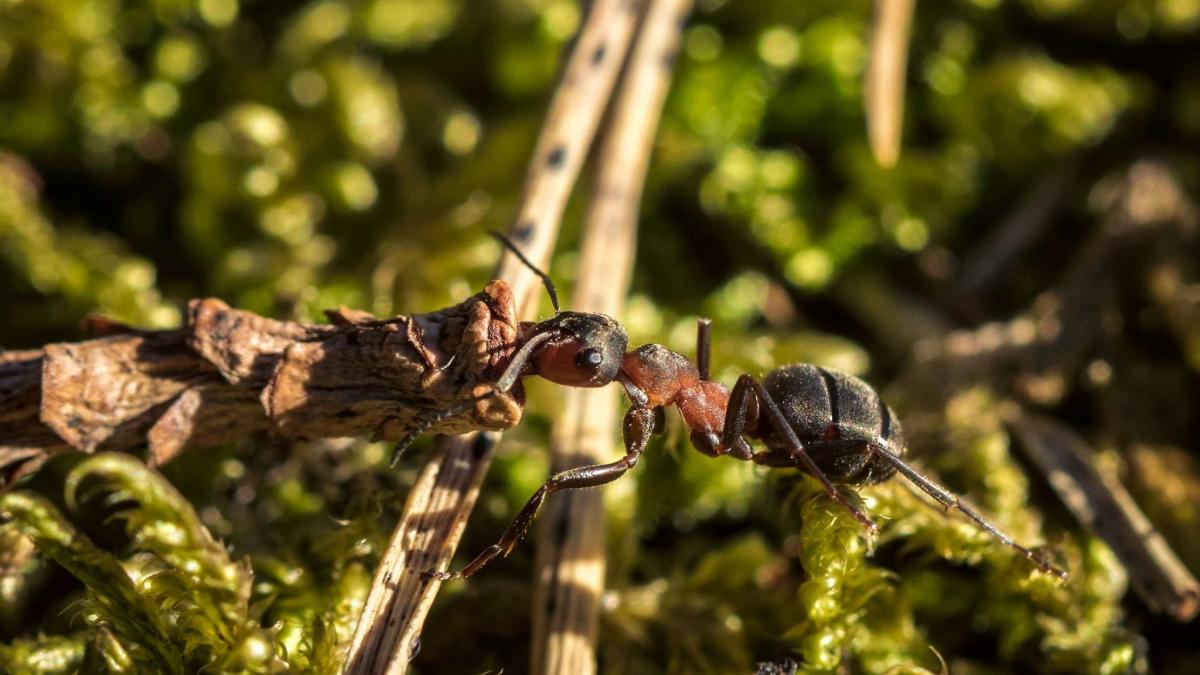 Rob Atkins shows us that natural wonder is all around us with his great image of a determined ant