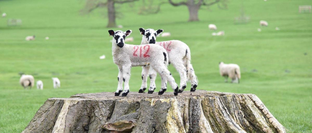 These kings of the castle lambs were photographed by Deborah Clarke