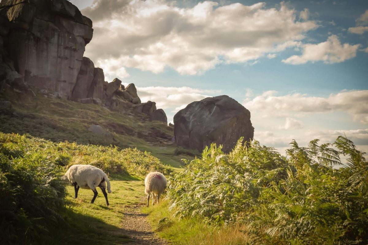 A classic, lambs on Ilkley Moor bathed in Spring sunshine thanks to Shaun Duffy