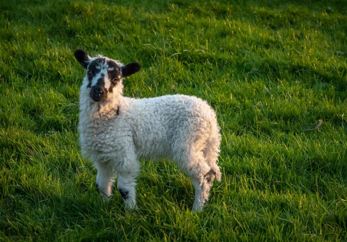Joyce Simpson's lamb is bathed in a warm light on Yorkshire's lush green carpet