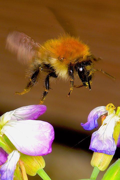 Bumblebee. Picture by Simon Carter.