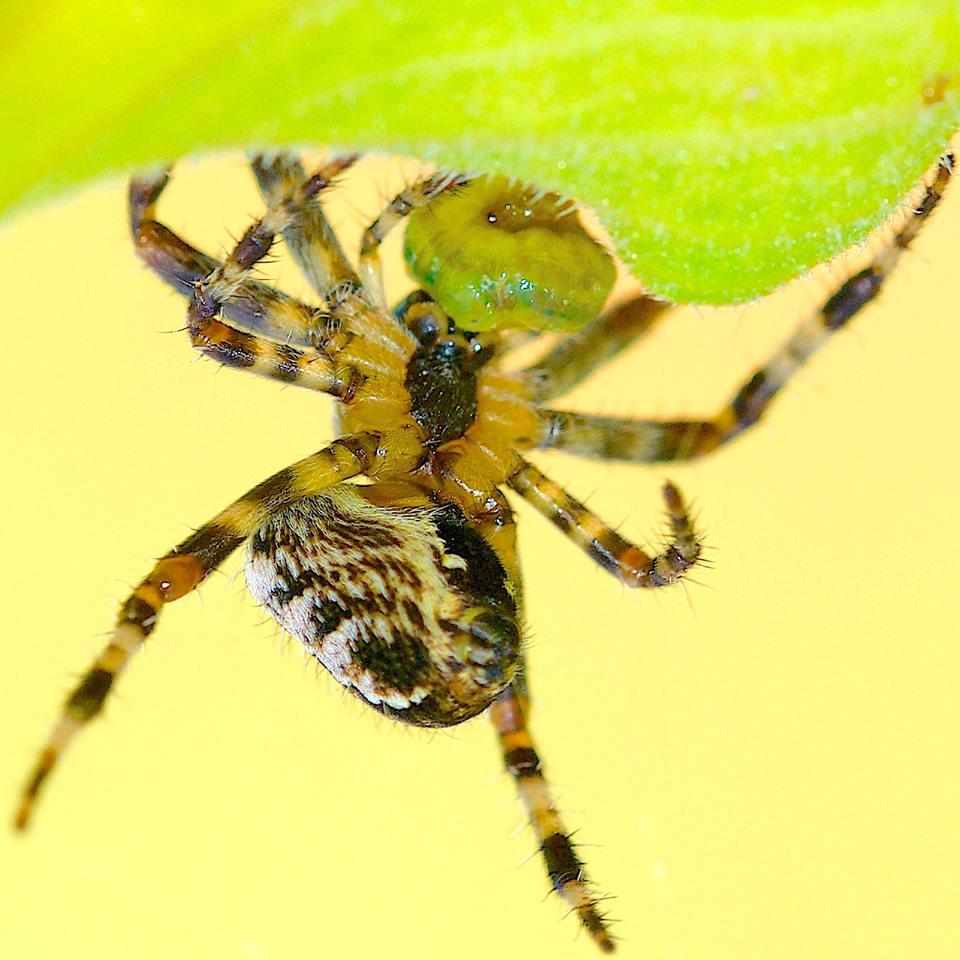 Garden spider. Picture by Simon Carter.