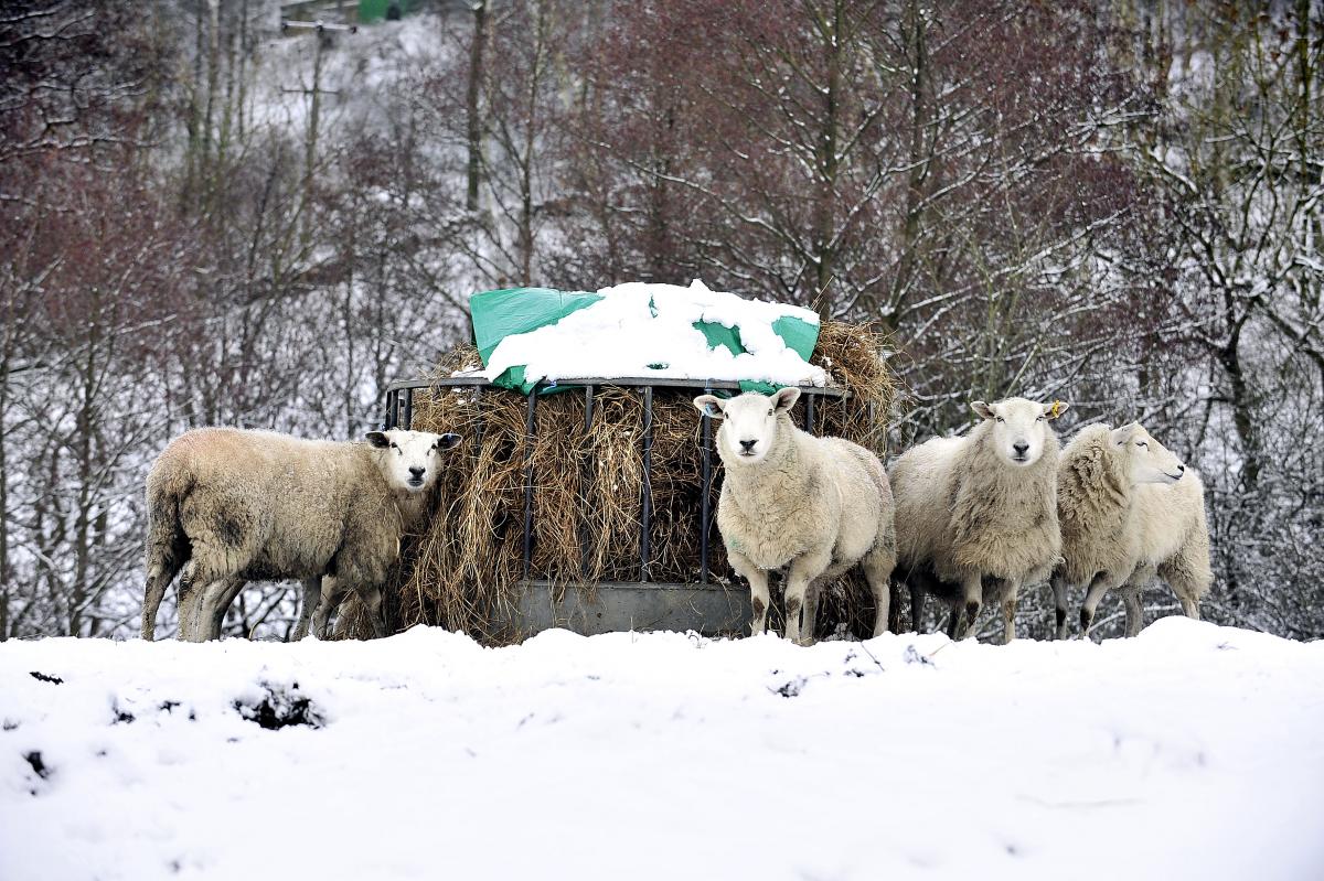 Sheep braving the elements.