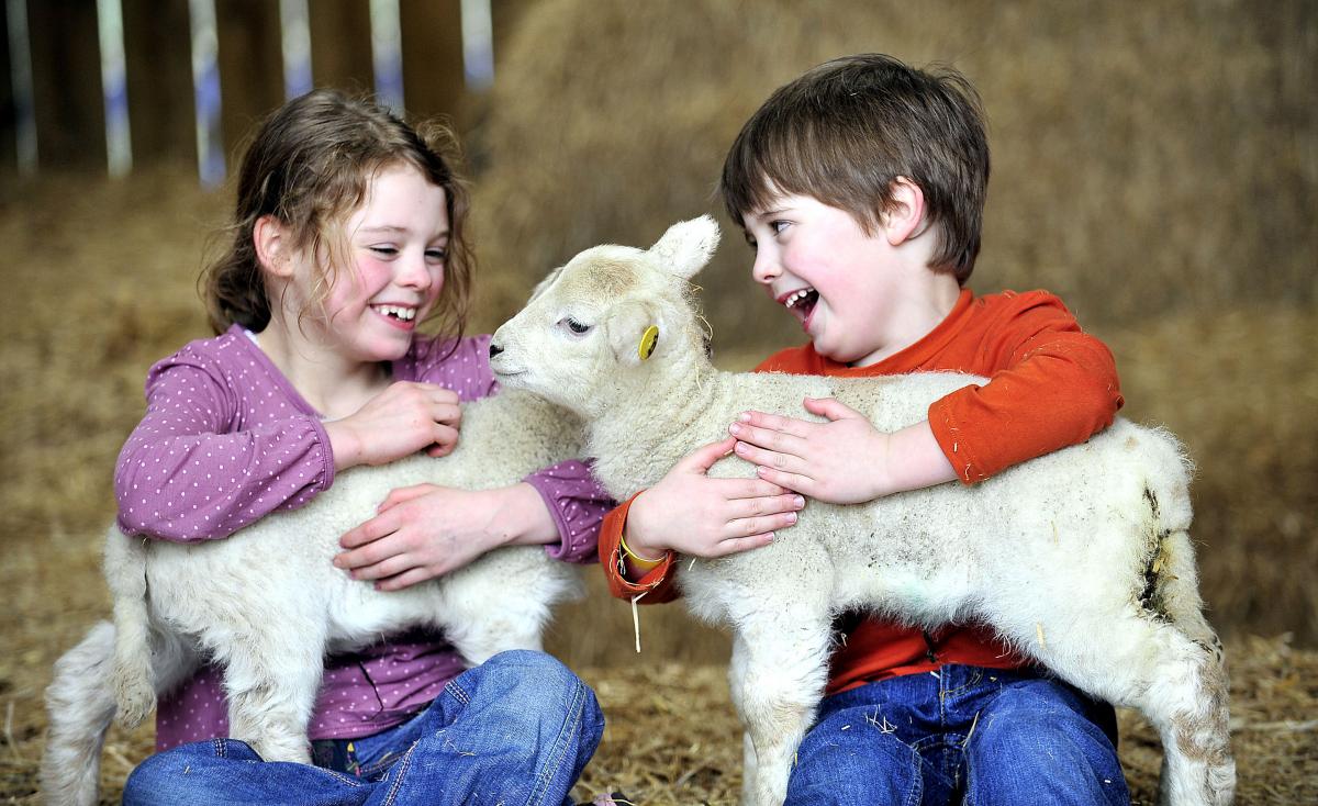 A farm has had to make room for three new spring lambs. Lydia and Henry Derbyshire are pictured with the new arrivals,