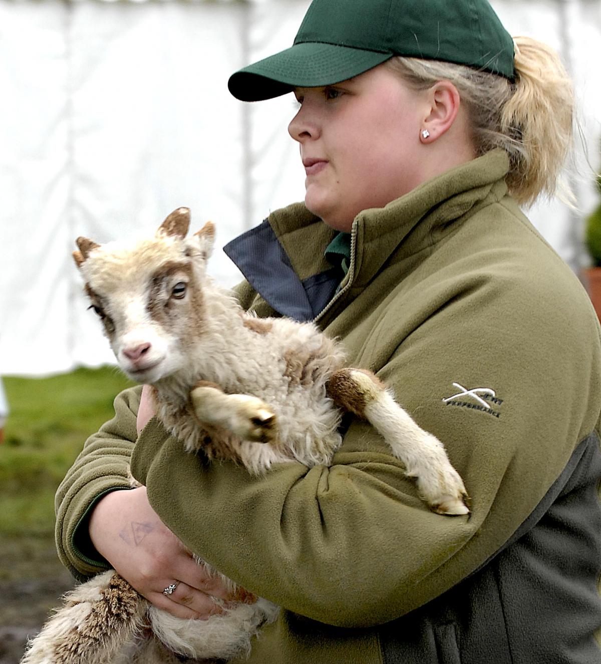 A six-week-old rare breed Soay sheep with Haley Flintoff.