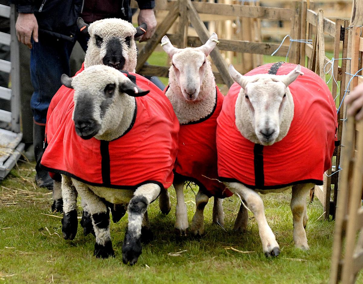 Sheep show off their alternative coats at the show.