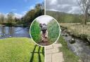 Bolton Abbey and the River Wharfe Circular is just one of the highly rated dog-friendly walks in the Yorkshire Dales on the AllTrails website