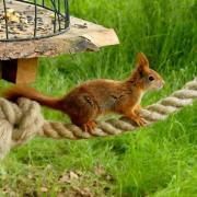 A squirrel darts across a rope at Yorkshire Arboretum. Picture: Ben Paterson