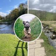 Bolton Abbey and the River Wharfe Circular is just one of the highly rated dog-friendly walks in the Yorkshire Dales on the AllTrails website