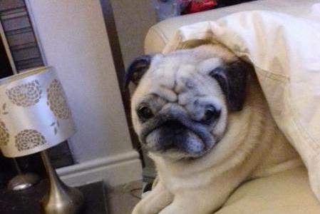 Family's elation as they are reunited with Nelly the pug