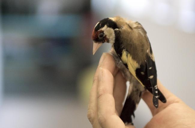 File photo of an adult goldfinch. Picture RSPCA