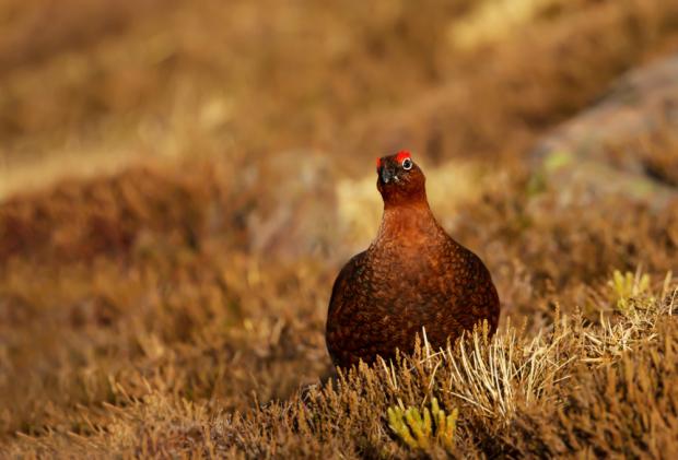 Bradford Telegraph and Argus: A red grouse