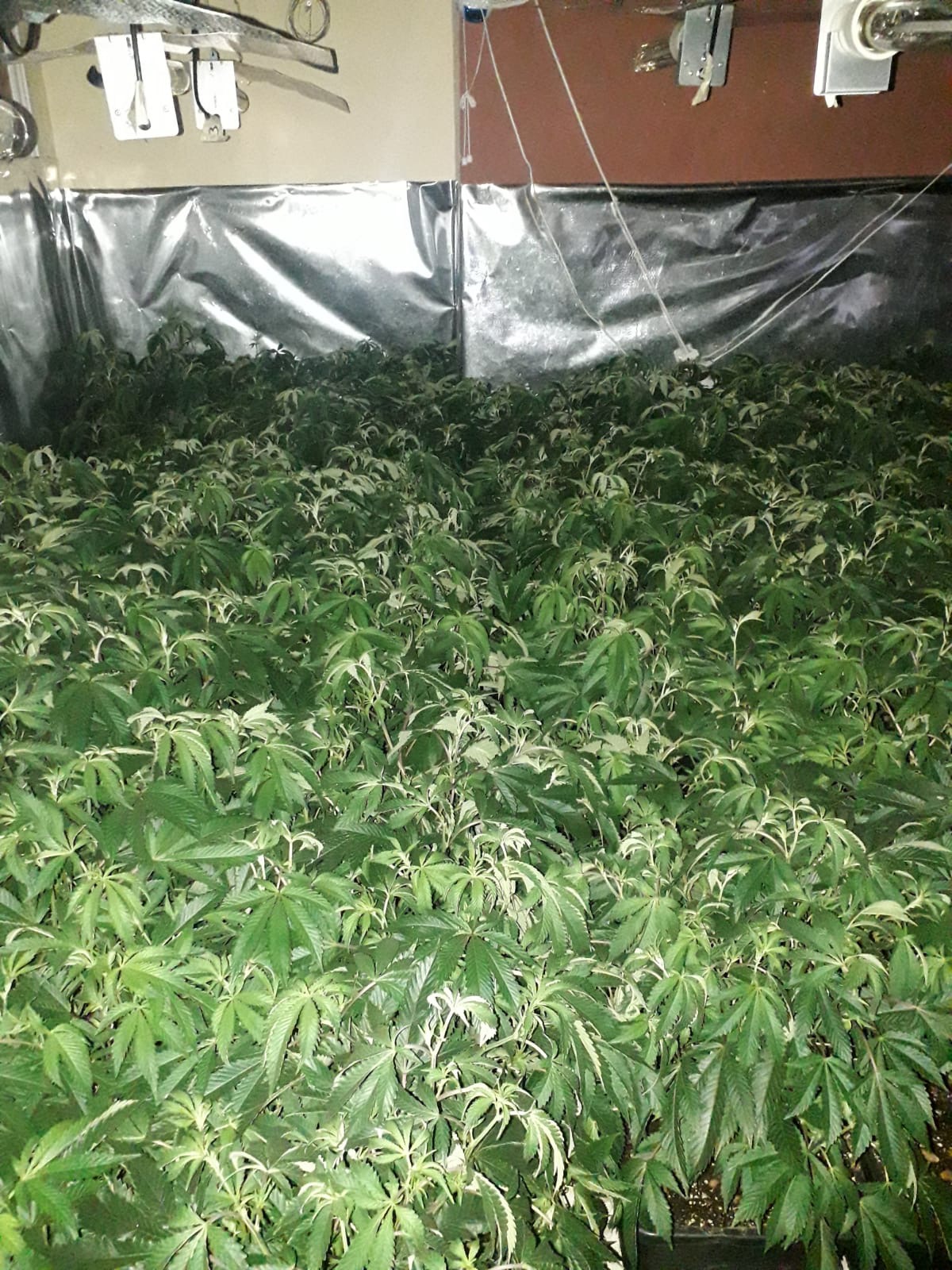 Five males due in court after cannabis farm discovery