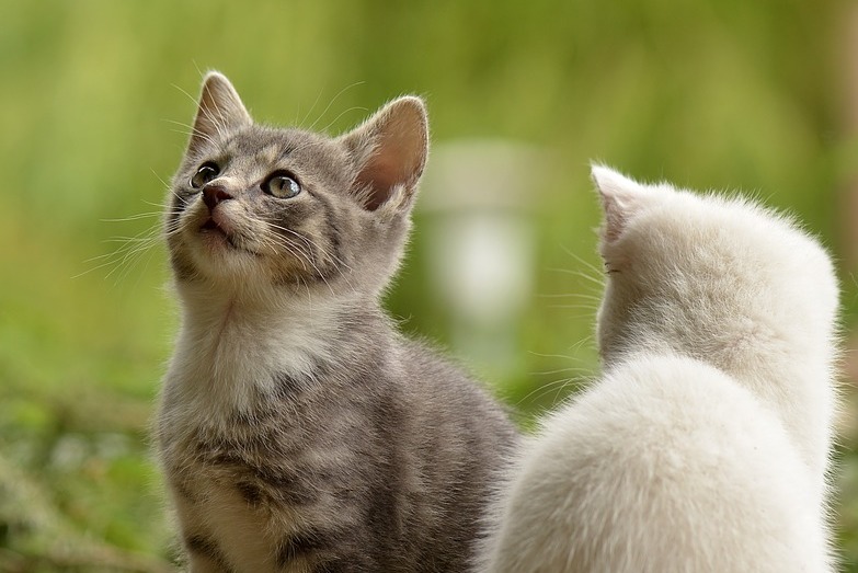 You can now chip and neuter your cat for £5 in Bradford