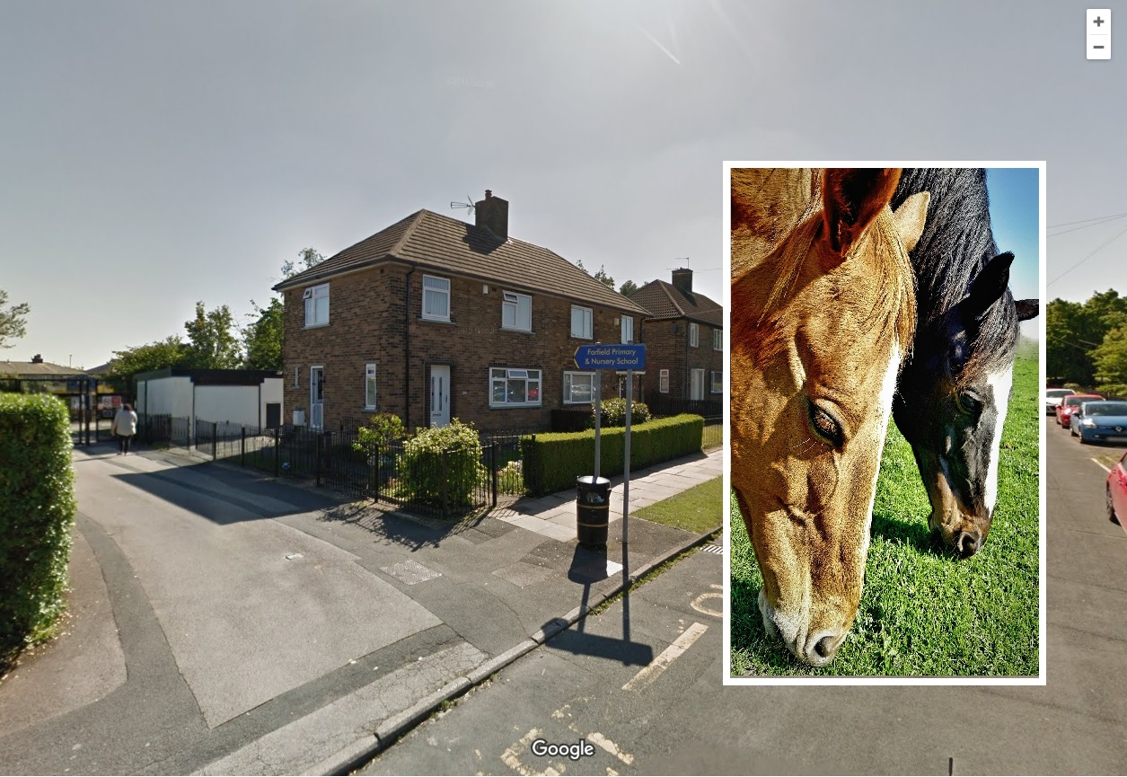Reevy Crescent, Buttershaw, Bradford sees two horses loose