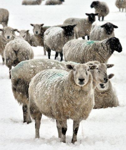 Sheep contend with conditions in the Wharfe Valley.