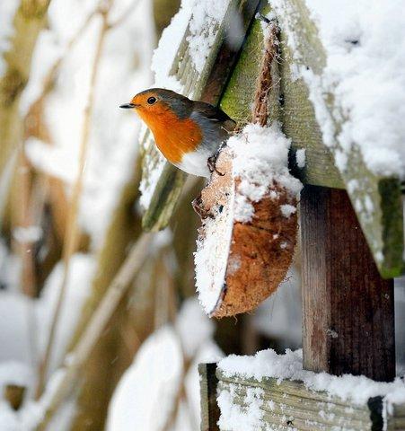 A robin surveys the snowy scene at East Morton near Keighley.
