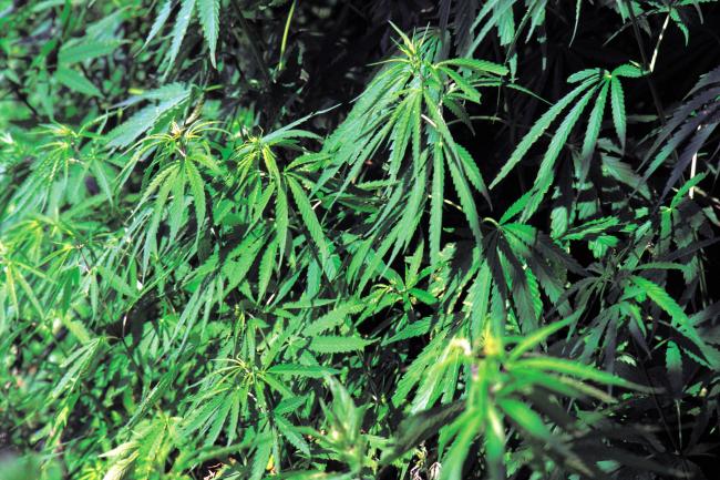 A file picture of a cannabis farm, as a Bradford judge hits out at the scourge of such operations