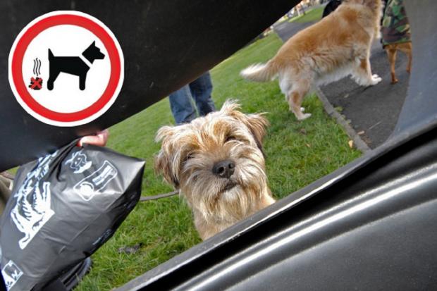 Some dog owners claim poo bags can’t be recycled