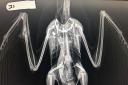 Gull X-ray after air gun incident. RSPCA