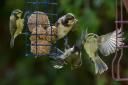 Birds known how to give ‘the evils’ if their feeders are not topped up regularly