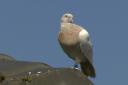 In this image made from video, a racing pigeon sits on a rooftop Wednesday, Jan. 13, 2021, in Melbourne, Australia, The racing pigeon, first spotted in late Dec. 2020, appears to have made an extraordinary 13,000-kilometer (8,000-mile) Pacific Ocean