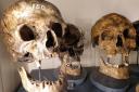 Elbolton Skulls. Picture Craven Museum
