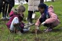 St Matthew's pupils planting trees this week